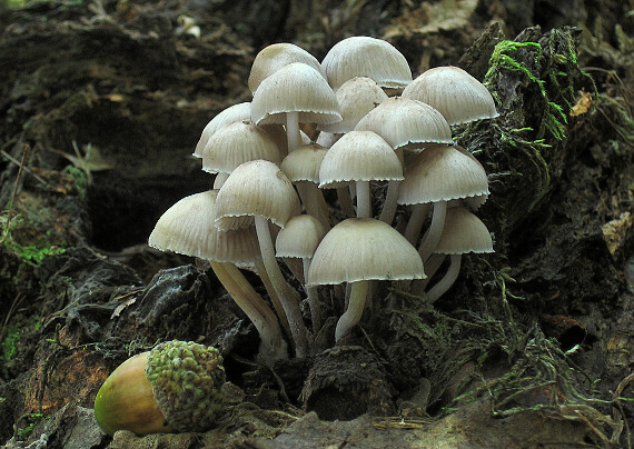 prilbička Mycena sp.