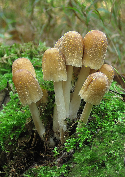 hnojník Coprinus sp.