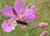 stenurella melanura (Cerambycidae) - samička