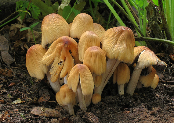 hnojník Coprinus sp.