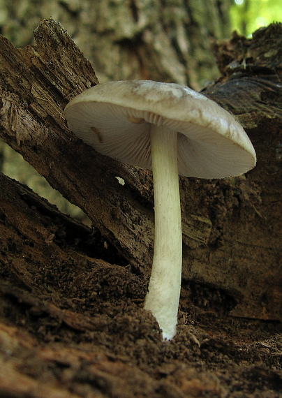 štítovka jelenia Pluteus cervinus (Schaeff.) P. Kumm.