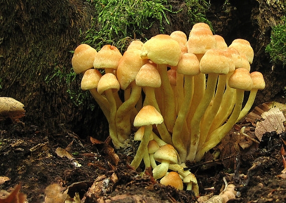 strapcovka zväzkovitá Hypholoma fasciculare (Huds.) P. Kumm.