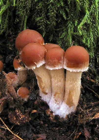 drobuľka vodomilná Psathyrella piluliformis (Bull.) P.D. Orton