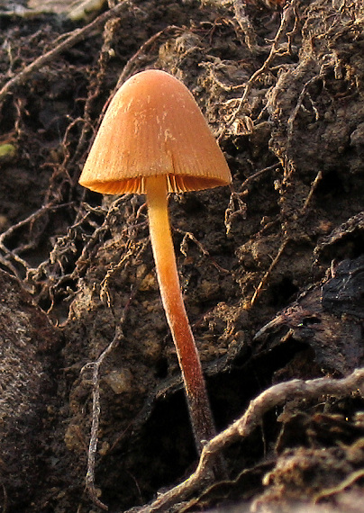 kapucňovec Conocybe sp.