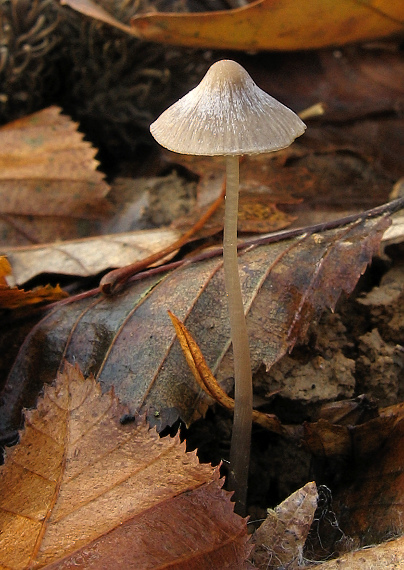 prilbička Mycena sp.