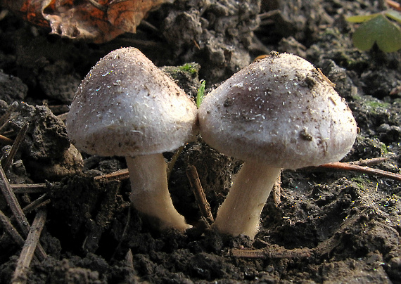 slzivka Hebeloma sp.