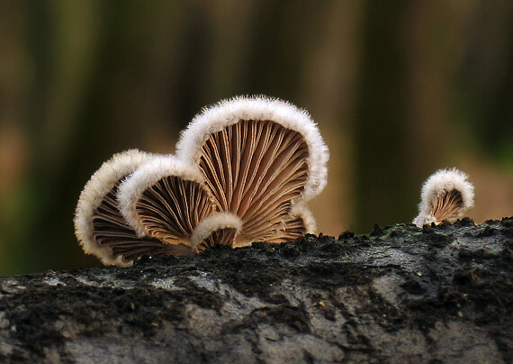 klanolupeňovka obyčajná Schizophyllum commune Fr.