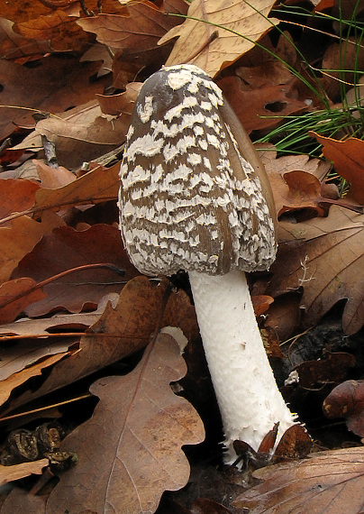 hnojník strakatý Coprinopsis picacea (Bull.) Redhead, Vilgalys & Moncalvo