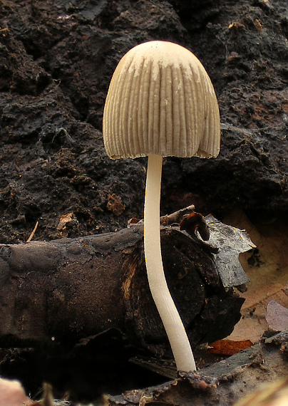 hnojník zriasený Coprinellus impatiens (Fr.) J.E. Lange