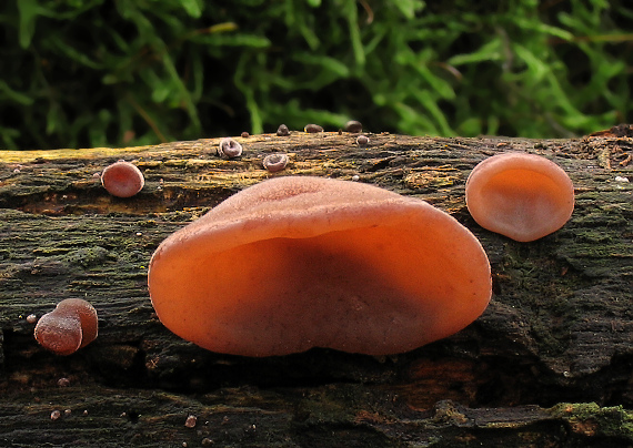 uchovec bazový Auricularia auricula-judae (Bull.) Quél.