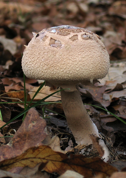 bedľa Macrolepiota sp.