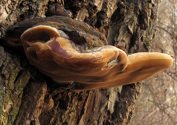 ohňovec Phellinus sp.