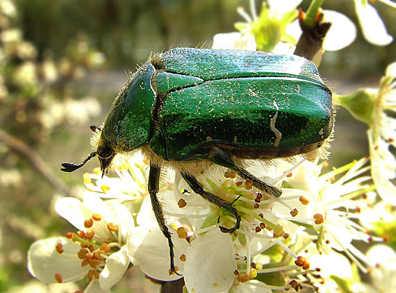 zlatoň obyčajný Cetonia aurata