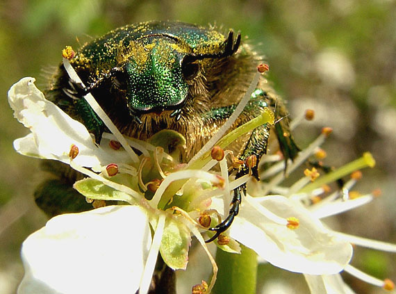 zlatoň obyčajný Cetonia aurata