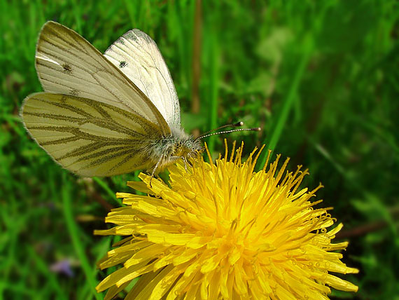 mlynárik repkový Pieris napi