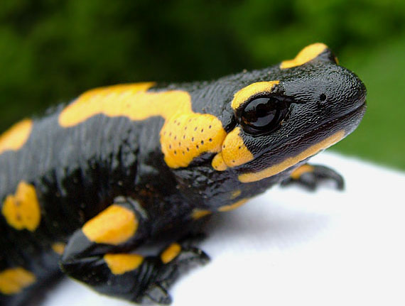 salamandra škvrnitá Salamandra salamandra