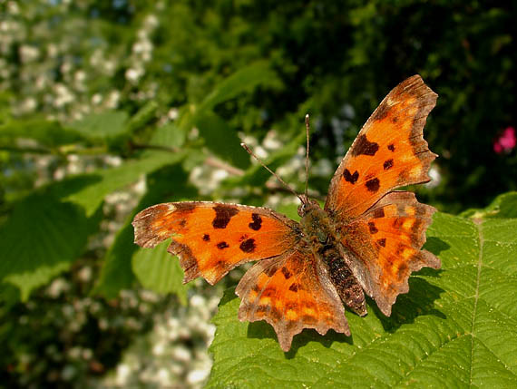 babočka zubatokrídla Polygonia c-album