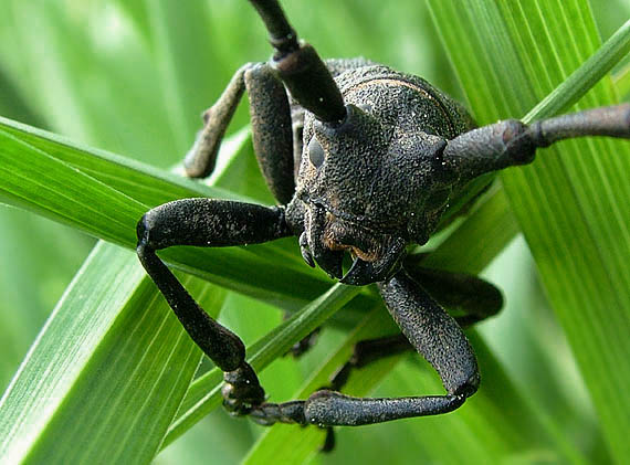 vrzúnik Lamia textor (Cerambycidae)