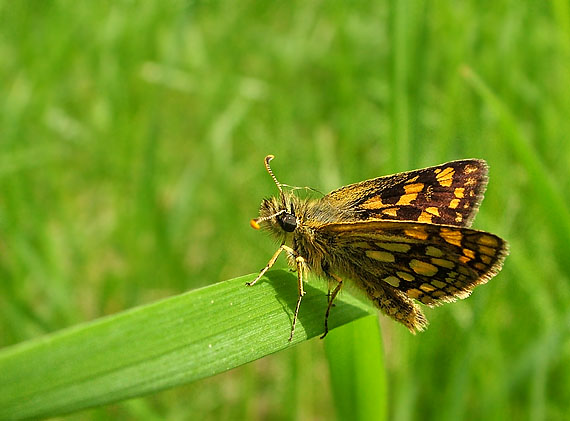 súmračník skorocelový Carterocephalus palaemon