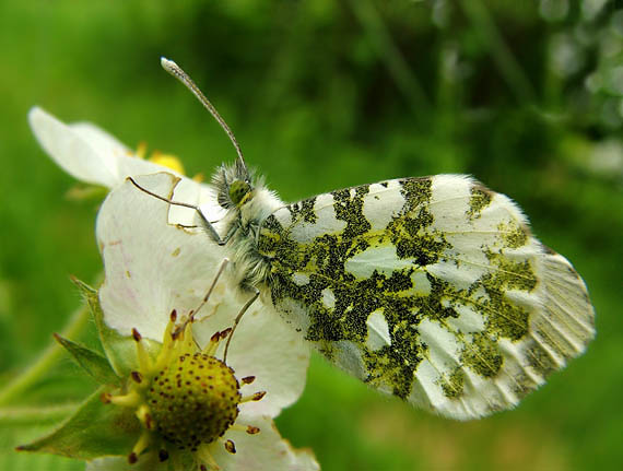 mlynárik žeruchový Anthocharis cardamines