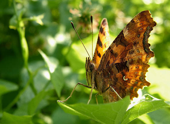 babočka zubatokrídla Polygonia c-album