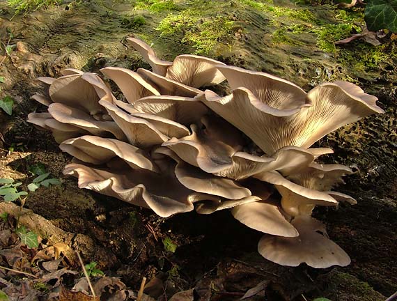 hliva ustricovitá Pleurotus ostreatus (Jacq.) P. Kumm.