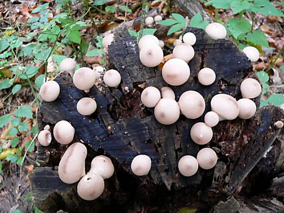 prášnica hruškovitá Lycoperdon pyriforme Schaeff.