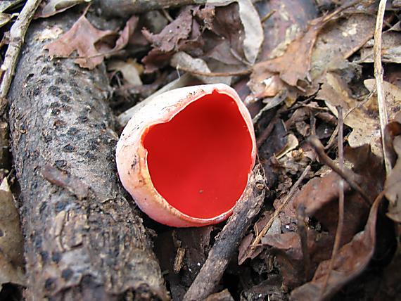 ohnivec šarlátový Sarcoscypha coccinea (Gray) Boud.