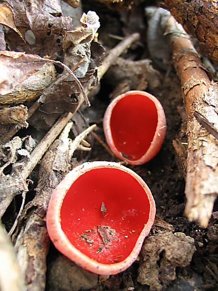 ohnivec šarlátový Sarcoscypha coccinea (Gray) Boud.