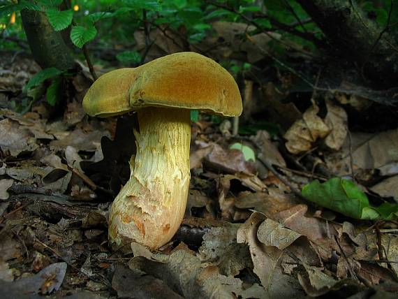 suchohríb plstnatý Boletus subtomentosus L.