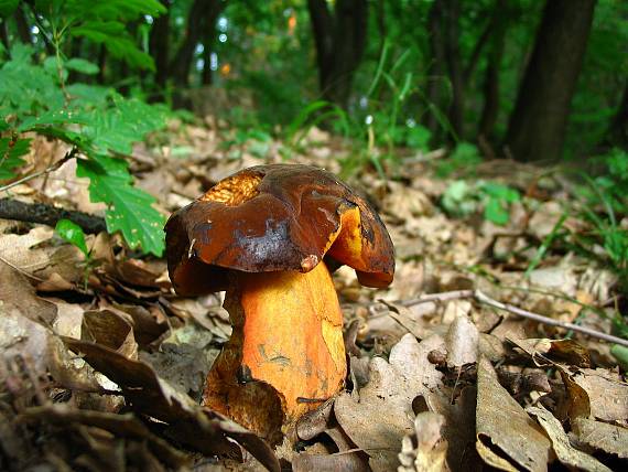 hríb zrnitohlúbikový Sutorius luridiformis (Rostk.) G. Wu & Zhu L. Yang