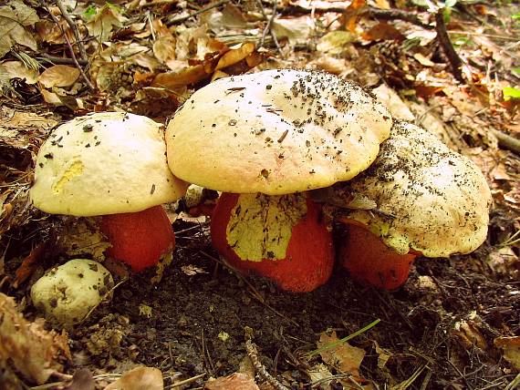 hríb satanský Rubroboletus satanas f. satanas (Lenz) Kuan Zhao & Zhu L. Yang