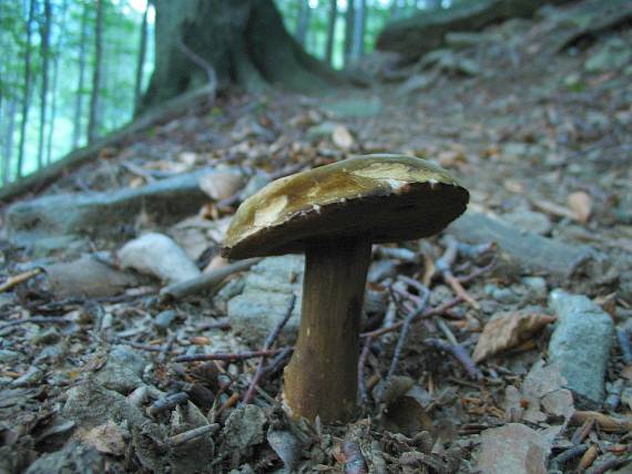 tmavohríb obyčajný Porphyrellus porphyrosporus (Fr. & Hök) E.-J. Gilbert