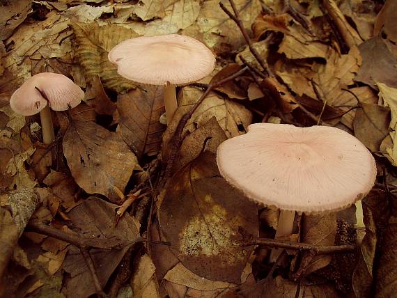 prilbička ružovkastá Mycena rosea Gramberg