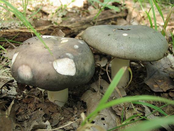 plávka modrastá Russula cyanoxantha (Schaeff.) Fr.