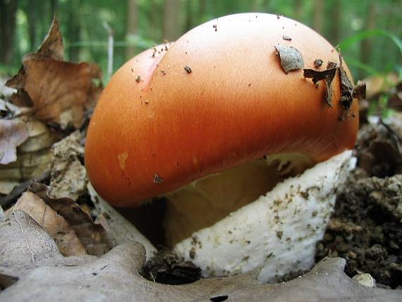 muchotrávka cisárska Amanita caesarea (Scop.) Pers.