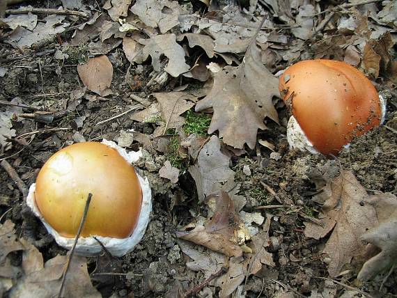 muchotrávka cisárska Amanita caesarea (Scop.) Pers.