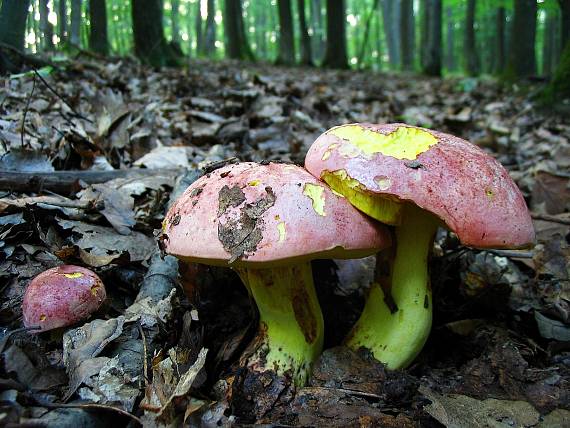 hríb kráľovský Butyriboletus regius (Krombh.) D. Arora & J.L. Frank