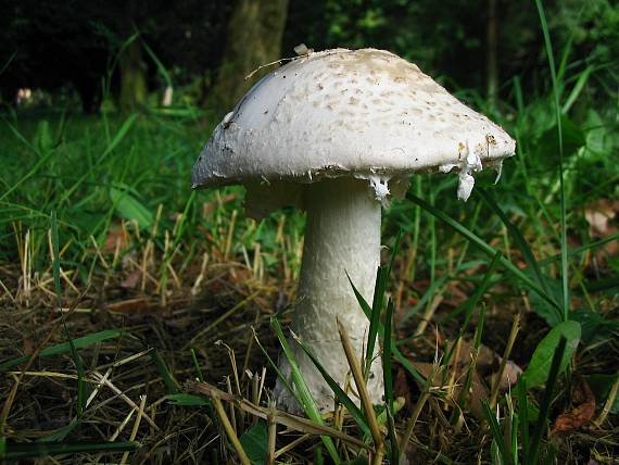 muchotrávka Amanita sp.