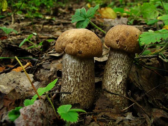 kozák hnedý Leccinum decipiens (Singer) Pilát & Dermek