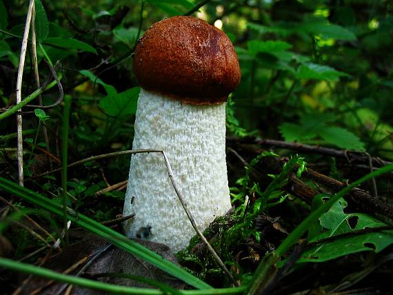 kozák osikový Leccinum albostipitatum den Bakker & Noordel.