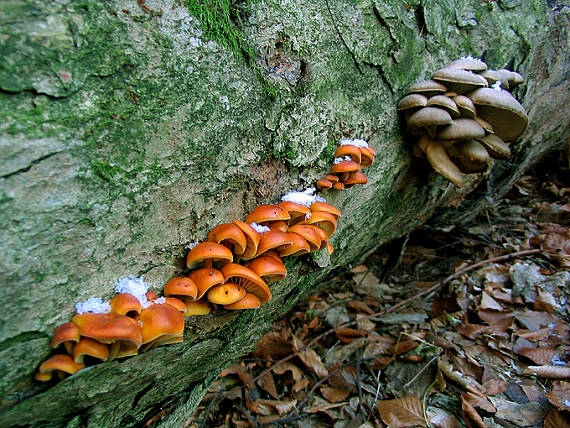 plamienka zimná a Hliva ustricová Flammulina velutipes a Pleurotus ostreatus