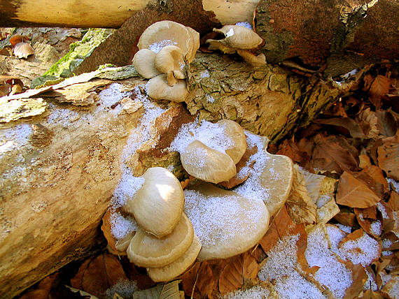 hliva ustricovitá Pleurotus ostreatus (Jacq.) P. Kumm.