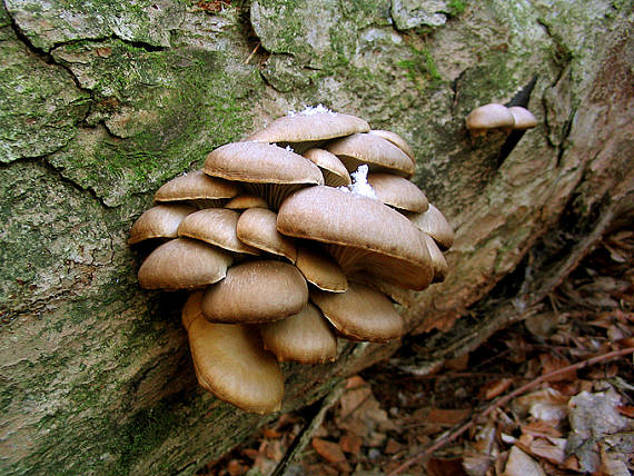 hliva ustricovitá Pleurotus ostreatus (Jacq.) P. Kumm.