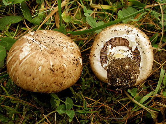 pečiarka dvojvýtrusná Agaricus bisporus (J.E. Lange) Imbach