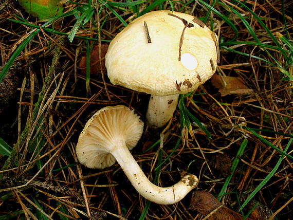 šťavnačka Hygrophorus sp.