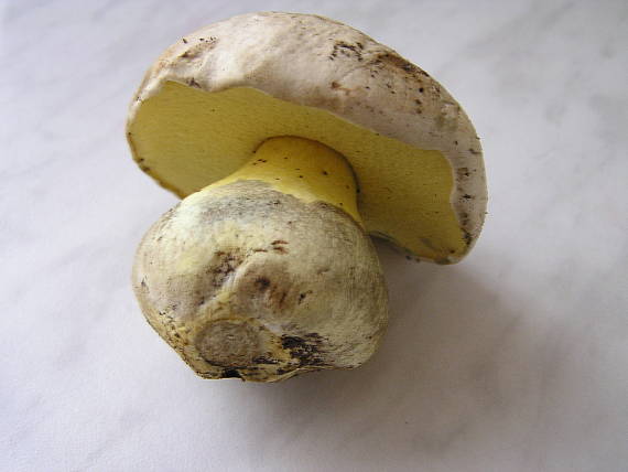 hríb Boletus sp.