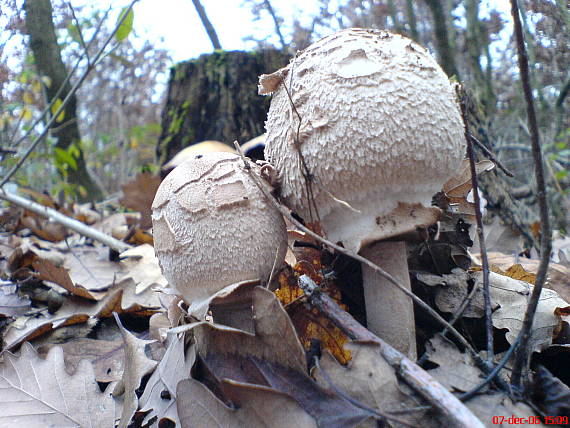 bedľa vysoká Macrolepiota procera (Scop.) Singer