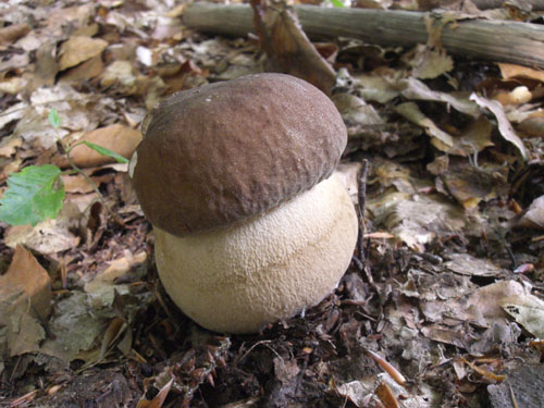 hríb dubový Boletus reticulatus Schaeff.