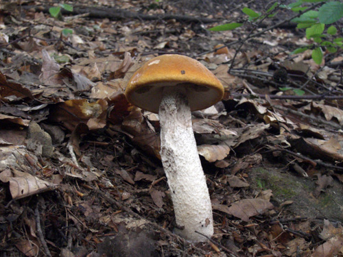 kozák Leccinum sp.